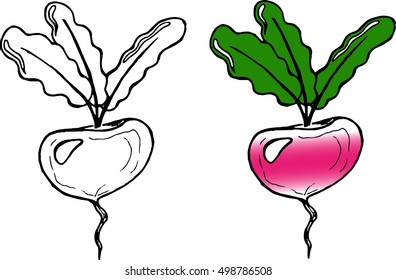 Hand drawn turnips, radish, beets. Vector illustration of a beet with a tops. Doodle beet, turnips, radish with green tops of vegetable.