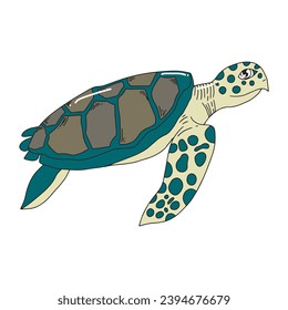 hand drawn turtle isolated on white background.