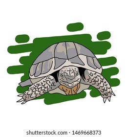 Hand drawn turtle logo, vector illustration