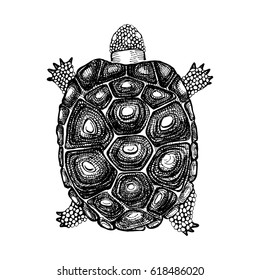 Hand drawn turtle on white background