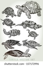 Hand Drawn Turtle Vector Set