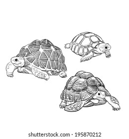 hand drawn turtle vector set illustration 