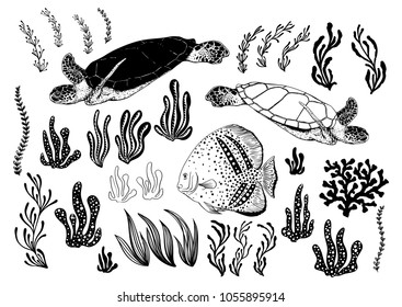 Hand drawn turtles, fish, alga, sea plants and aquarium seaweed silhouette set. Vector illustration isolated on a white background.