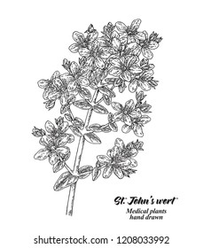 Hand drawn Tutsan or Saint John's wort isolated on white background. Medical hebs. Vector illustration engraved.