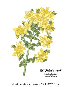 Hand drawn Tutsan or Saint John's wort isolated on white background. Medical hebs. Vector illustration.
