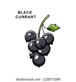 Hand drawn twig with blackcurrant berry. Vector illustration isolated on white background in doodle style