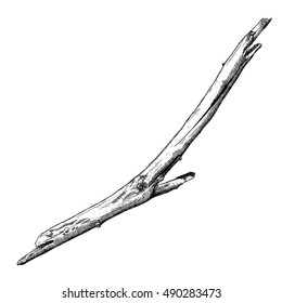 Hand drawn twig branch. Ink illustration wood twig, isolated nature forest object, tree branch, stick. Highly detailed ink art in engraved style. Rustic design, classic drawing element. Vector.