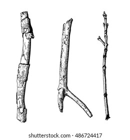 Hand drawn twig branches set. Ink illustration wood twig collection, isolated nature forest object, tree branch, stick bundle. Highly detailed ink art classic drawing elements. Vector.