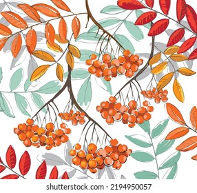 Hand drawn twig with orange rowan fruits and colorful leaves. Simple editable vector illustration. 