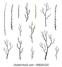 Hand drawn twigs with buds, growing leaves, tree branches and pussy willow isolated on white background.