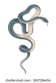 Hand drawn twisted snake