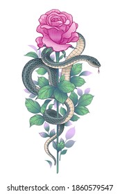 Hand drawn twisted Snake and pink rose bud on high stem isolated on white. Vector serpent and flower. Floral vertical illustration in vintage style, t-shirt design, tattoo art.