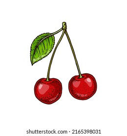 Hand drawn two cherries isolated on white. Vector illustration in colored sketch style