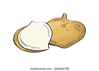 Hand drawn of two jicamas