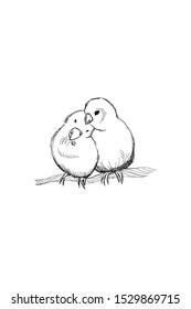 Hand drawn two lovebird parrots outline sketch. Vector bird black ink drawing isolated on white background. Graphic animal illustration.