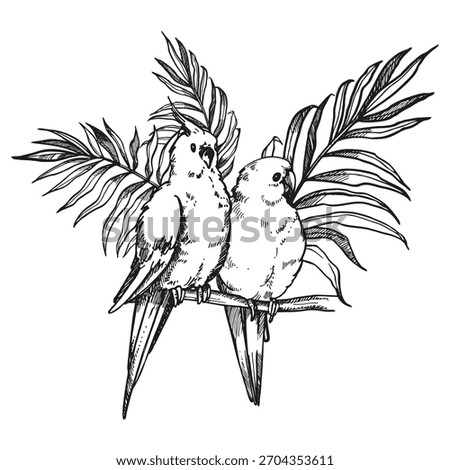 hand drawn two sitting on twig parrot cockatoo in tropical forest palm leaves, vector illustration of wildlife exotic birds, ink monochrome engraving sketch of tropical rainforest, line art picture