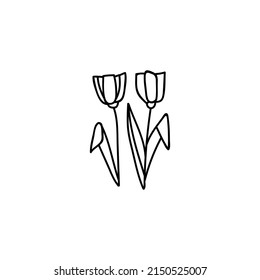 La mano dibujó dos tulipanes. Ilustración del vector Doodle. Aislado sobre un fondo blanco.