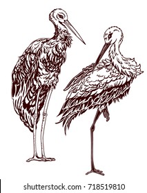 hand drawn two White Storks isolated on white background. wild bird species. vintage engraved illustration.