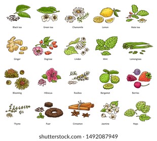 Hand drawn types of loose leaf tea and decoration - colorful cartoon leaves and plants for traditional hot drink - vector illustration collection with text