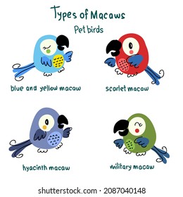 Hand drawn Types of Macaws collection. Perfect for T-shirt, poster, stickers and print. Doodle vector illustration for decor and design.
