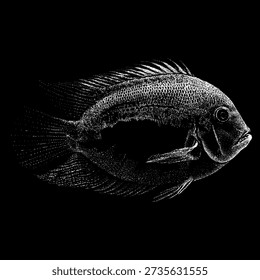 Hand drawn Uaru cichlid fish vector illustration in black and white engraving style. Detailed tropical freshwater fish artwork with stippling texture, isolated on white background, suitable for logo, tattoo, print, and marine themed designs.