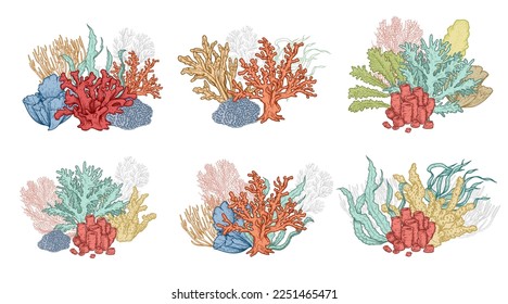 Hand drawn underwater natural elements set  Coral reef seaweeds   corals  Undersea flora collection  Vector illustrations 