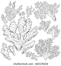 Hand drawn underwater natural elements. Sketch of reef corals. Black and white set illustration coloring page.