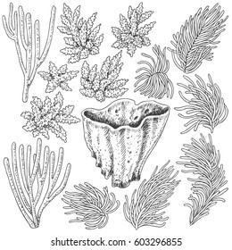 Hand drawn underwater natural elements. Sketch of reef corals. Black and white set illustration coloring page.
