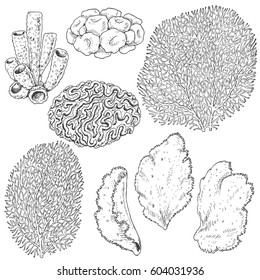 Hand drawn underwater natural elements  Sketch reef corals  Black   white set illustration coloring page 
