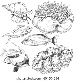 Hand drawn underwater natural elements. Sketch of reef animals. Monochrome set with  fishes, mollusks and actinia. Black and white illustration coloring page.