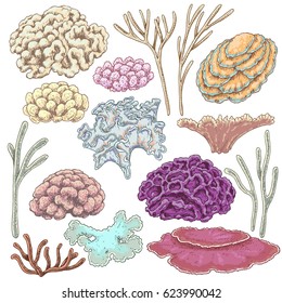 Hand drawn underwater natural elements. Sketch of reef corals. Colorful coral set isolated on white background.