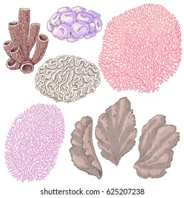 Hand drawn underwater natural elements  Sketch reef corals  Colorful coral set isolated white background 