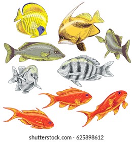 Hand drawn underwater natural elements  Colored  fishes set  Variety colors reef animals isolated white 