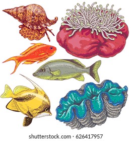 Hand drawn underwater natural elements. Set of reef animals isolated on white background. Colored fishes, mollusks and actinia. 