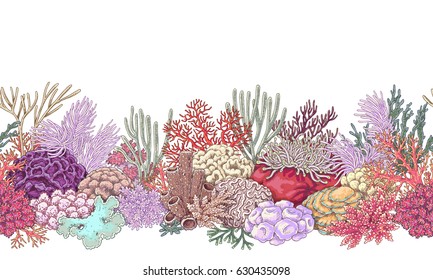 Hand drawn underwater natural elements  Coral reef horizontal border  Vivid  line seamless pattern isolated white background  Undersea bottom texture 