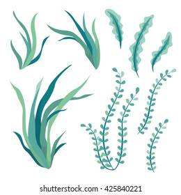 Hand drawn underwater seaweed elements isolated on white background. vector illustration.