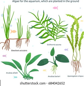 Hand drawn underwater seaweed elements isolated on white background. vector illustration.