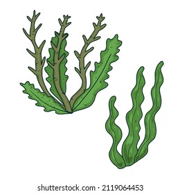 Hand drawn underwater seaweed isolated on white background. Vector illustration.