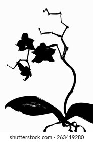 hand drawn using paintbrush and ink flowers orchid on stem