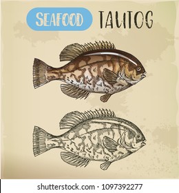 Hand drawn USS tautog. Sketch of American blackfish. Vegetarian seafood for market, store or shop signboard, restaurant menu or sport fishing trophy room. Catch, water and aquatic, marine, underwater