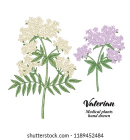 Hand drawn Valerian branches isolated on white background. Medical herbs. Colored vector illustration.