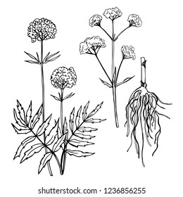 Hand drawn  Valerian Leaf, root and flower.  Medicinal herbs. Vector sketch  illustration.