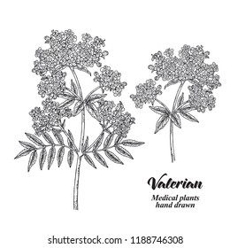 Hand drawn Valerian with leaves and flowers isolated on white background. Medical herbs. Vector illustration engraved.