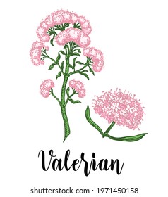 Hand drawn Valerian with leaves and flowers. Valeriana officinalis isolated on white background. Medical herbs. Forest plant. Vector illustration engraved.