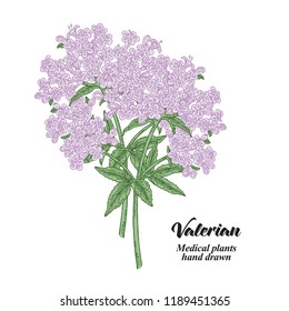 Hand drawn Valerian plant isolated on white background. Medical herbs. Colored vector illustration.
