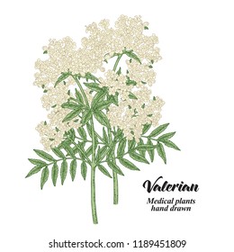 Hand drawn Valerian plant isolated on white background. Medical herbs. Colored vector illustration.