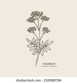 Hand drawn valeriana officinalis branch illustration
