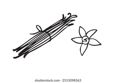 Hand drawn vanilla beans along with a flower icon. Doodle style vanilla spice symbol. Vector illustration