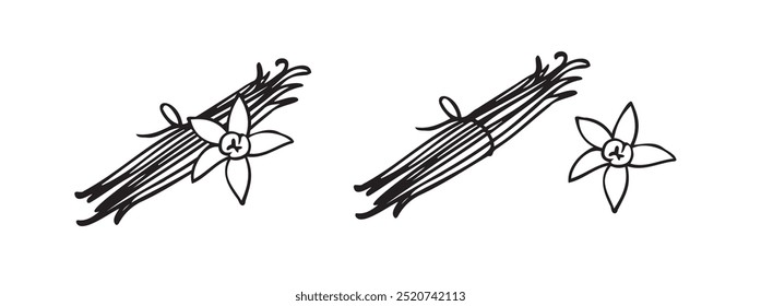 Hand drawn vanilla beans along with a flower icon. Doodle style vanilla spice symbol. Vector illustration
