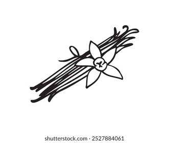 Hand drawn vanilla beans along with a flower icon. Doodle style vanilla spice symbol. Vector illustration